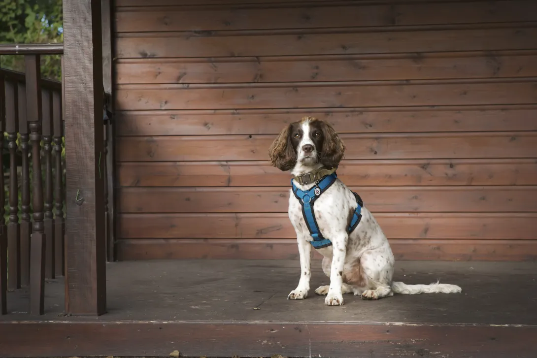 PTSD assistance dog Buzz